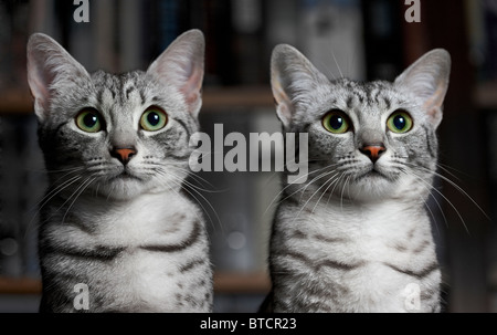 Mau Egiziano gattini Foto Stock