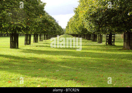 Vista dei due tratti rettilinei filari di alberi a Bushy Park, Surrey, England, Regno Unito Foto Stock