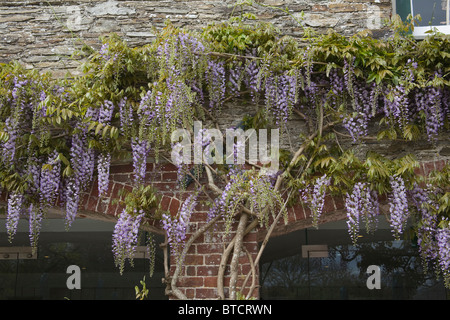 Il cinese Wisteria Wisteria sinensis Blåregn vite rampicante arbusto Trelissick Spring Garden Regno Unito Foto Stock