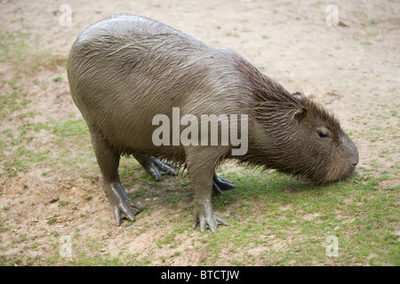 Capibara (Hydrochoerus hydrochaeris). Il pascolo. Più grande roditore. Foto Stock