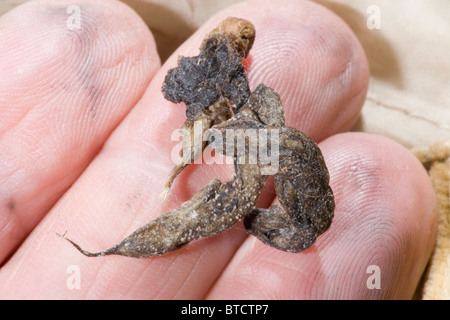 Almeno donnola (Mustela nivalis). Caduta o "Pooh". Escrementi. In appoggio sul dito umano suggerimenti. Foto Stock