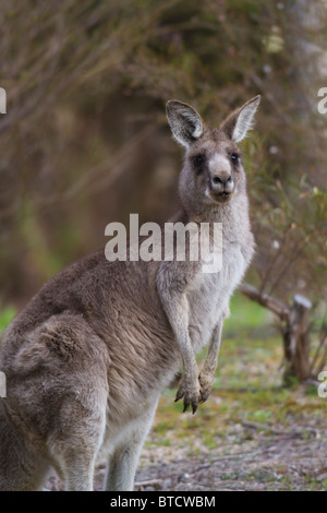 Femmina grigio orientale Canguro (Macropus giganteus) Foto Stock