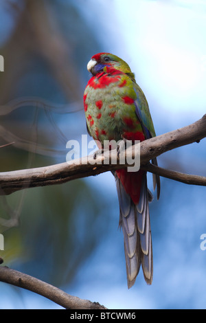 Immaturo Crimson Rosella (Playtcercus elegans) appollaiato su un ramo Foto Stock