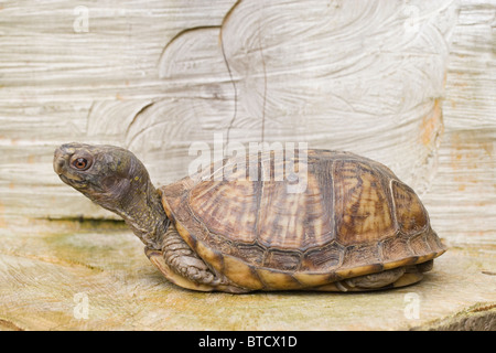Per il Nord America o casella di Carolina tartaruga (Terrapene carolina). Foto Stock