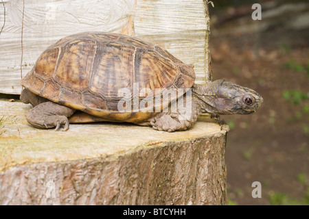 Nord America, Carolina Tartaruga scatola Terrapene carolina. Guardando con attenzione dalla posizione elevata prima di spostare ulteriormente. Foto Stock