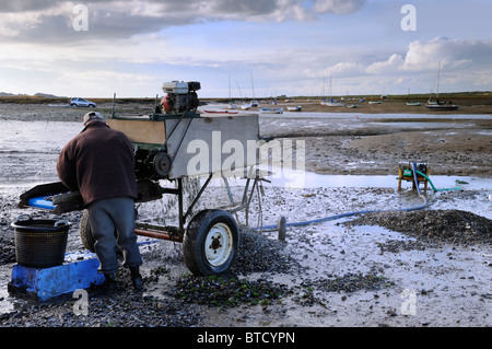 Selettori di mitilo - Costa North Norfolk Foto Stock