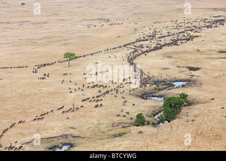 Vista aerea del blu Gnu (Connochaetes taurinus) attraversando il Fiume Mara Foto Stock