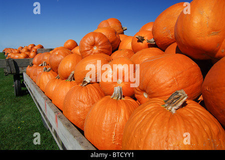 Carrelli di zucca. Foto Stock