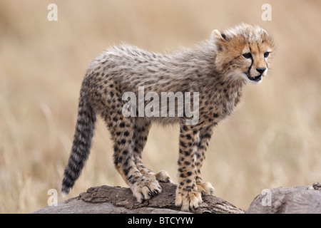 Ghepardo (Acinonyx jubatus) Cub. Masai Mara riserva nazionale. Kenya Foto Stock