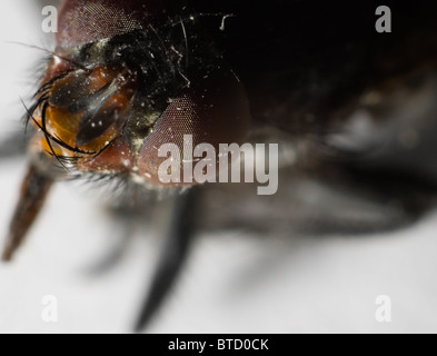 Foto macro di una casa morta fly (Musca domestica) piena di sporcizia Foto Stock
