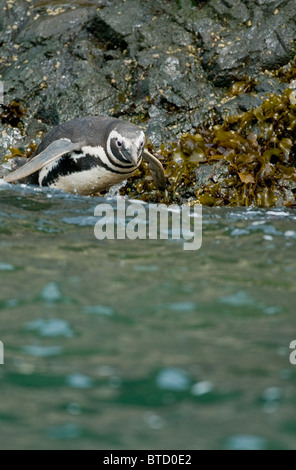 Magellanic Penguin (Spheniscus magellanicus) entra in mare, Isola di Chiloe, Cile Foto Stock