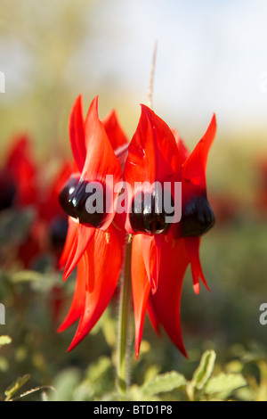 Una foto che mostra il South Australian emblema floreale di fiori selvatici, di Sturt Desert Pea nell'outback australiano Foto Stock