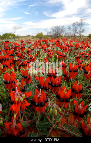 Una foto che mostra il South Australian emblema floreale di fiori selvatici, di Sturt Desert Pea nell'outback australiano Foto Stock