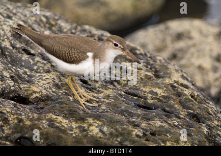 Spotted sandpiper su una roccia vicino al mare Foto Stock