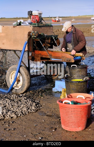 Selettori di mitilo - Costa North Norfolk Foto Stock