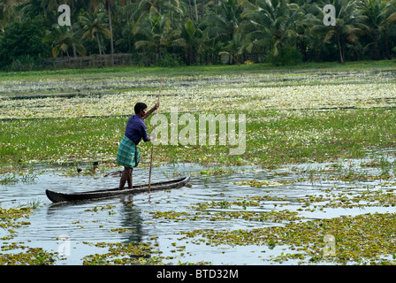 Uomo in una barca allevamenti di anatre dall'acqua sui campi di riso da ingrasso, backwaters tipica scena, Kerala, India, Foto Stock