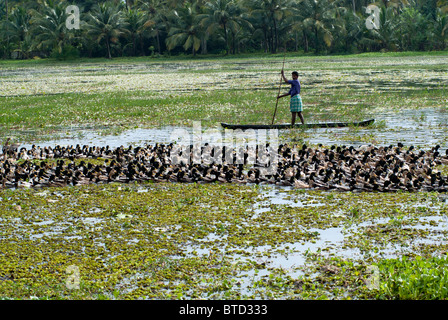 Uomo in una barca allevamenti di anatre dall'acqua sui campi di riso da ingrasso, backwaters tipica scena, Kerala, India, Foto Stock