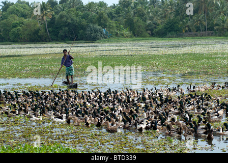 Uomo in una barca allevamenti di anatre dall'acqua sui campi di riso da ingrasso, backwaters tipica scena, Kerala, India, Foto Stock