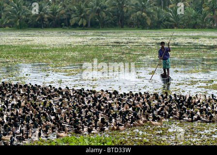 Uomo in una barca allevamenti di anatre dall'acqua sui campi di riso da ingrasso, backwaters tipica scena, Kerala, India, Foto Stock