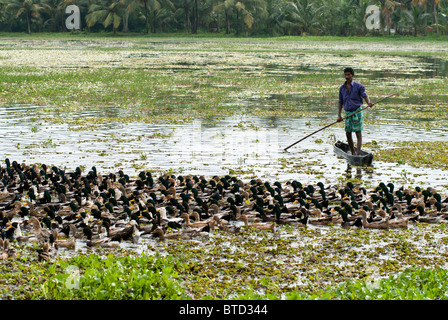 Uomo in una barca allevamenti di anatre dall'acqua sui campi di riso da ingrasso, backwaters tipica scena, Kerala, India, Foto Stock