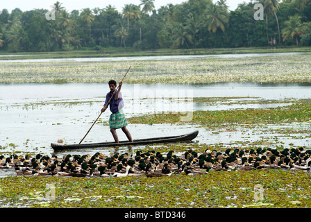 Uomo in una barca allevamenti di anatre dall'acqua sui campi di riso da ingrasso, backwaters tipica scena, Kerala, India, Foto Stock