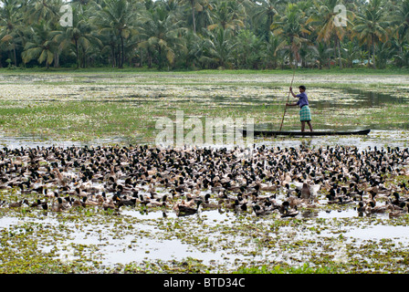 Uomo in una barca allevamenti di anatre dall'acqua sui campi di riso da ingrasso, backwaters tipica scena, Kerala, India, Foto Stock