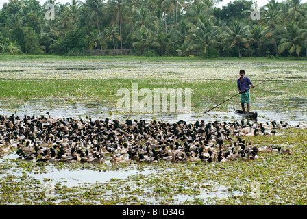 Uomo in una barca allevamenti di anatre dall'acqua sui campi di riso da ingrasso, backwaters tipica scena, Kerala, India, Foto Stock