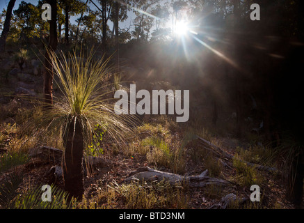 Erba di Balga tree (Xanthorrhoea preissii) in una foresta di eucalipti. Perth, Western Australia Foto Stock