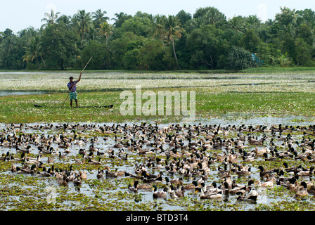 Uomo in una barca allevamenti di anatre dall'acqua sui campi di riso da ingrasso, backwaters tipica scena, Kerala, India, Foto Stock