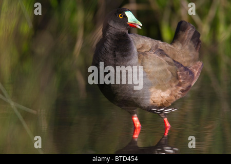 Nero-tailed Native-hen (Gallinula ventralis) Foto Stock