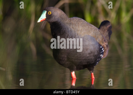 Nero-tailed Native-hen (Gallinula ventralis) Foto Stock