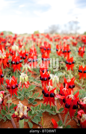 Una foto che mostra il South Australian emblema floreale di fiori selvatici, di Sturt Desert Pea nell'outback australiano Foto Stock