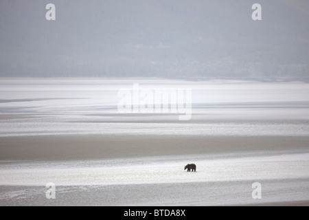 Orso bruno guadare in acque poco profonde e velme di Turnagain Arm a bassa marea vicino punto di uccelli, Penisola di Kenai, Alaska Foto Stock