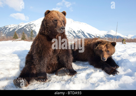 Una coppia di adulti orsi bruni rilassarsi nella neve in Alaska Wildlife Conservation Centre, Portage, Alaska, inverno, captive Foto Stock