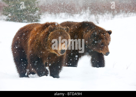 Una coppia di adulti orsi bruni a piedi attraverso la caduta di neve in Alaska Wildlife Conservation Centre, Portage, Alaska, captive Foto Stock