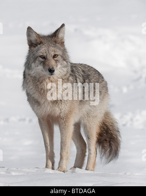 Ritratto di un wild coyote vicino alla Alaska Wildlife Conservation Centre, centromeridionale Alaska, inverno Foto Stock