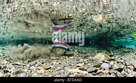 Vista subacquea di una femmina di Salmone Sockeye scavo di redd, Potenza Creek, rame River Delta, Prince William Sound Alaska Foto Stock