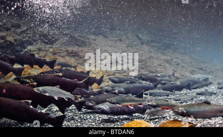 Scuola di Dolly Varden Char e Coho salmone in un pool al di sotto di una cascata, Potenza Creek, Prince William Sound, Alaska Foto Stock