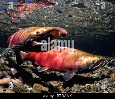 Voce maschile Coho competere per le femmine facendo un display laterale, Potenza Creek, rame River Delta, Prince William Sound, Alaska Foto Stock