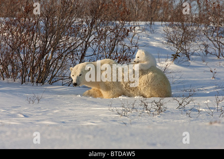 A 12- 14 settimana orso polare (Ursus maritimus) si rilassa sulla sua madre la schiena, Wapusk National Park, Manitoba, Canada, inverno Foto Stock