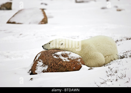 Un orso polare (Ursus maritimus) utilizza una roccia come un cuscino durante un breve pisolino, Churchill, Manitoba, Canada, inverno Foto Stock