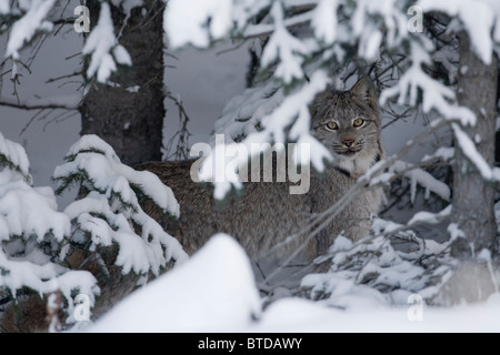 Wild Lynx di Canada nasconde al di sotto di coperte di neve rami di abete rosso, Parco Nazionale Kluane, Yukon Territory, Canada, inverno Foto Stock