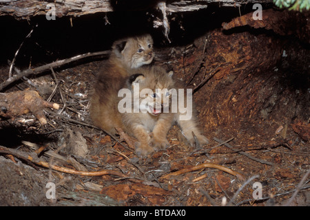 Vista di Lynx gattini nel loro den sito sotto un registro marcio, missione montagne, Montana, Lolo National Forest, Stati Uniti d'America Foto Stock