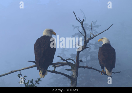 Aquile calve appollaiato in cima di un vecchio albero di abete rosso in una nebbiosa mattina nella Tongass National Forest, Alaska , Composite Foto Stock