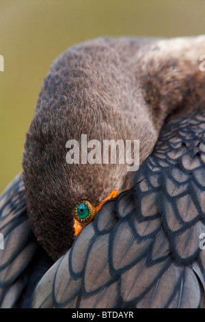 Doppio di cormorani crestato dormire con bill nascosto in ala, Everglades National Park, Florida, Stati Uniti d'America Foto Stock