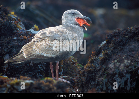 Aringa gull deglutizione tutta una stella marina, Costa della California, Stati Uniti d'America Foto Stock