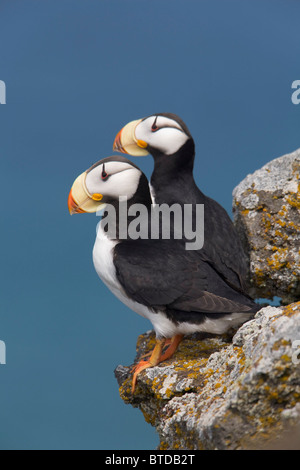 Cornuto coppia puffini, uno sbadiglio, appollaiato sulla sporgenza di roccia, San Paolo isola, isole Pribilof, mare di Bering, Alaska Foto Stock