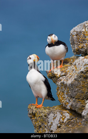 Cornuto Puffin coppia appollaiato sulla sporgenza di roccia con il mare di Bering in background, San Paolo isola, isole Pribilof, Alaska Foto Stock