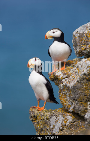 Cornuto Puffin coppia appollaiato sulla sporgenza di roccia con il mare di Bering in background, San Paolo isola, isole Pribilof, Alaska Foto Stock