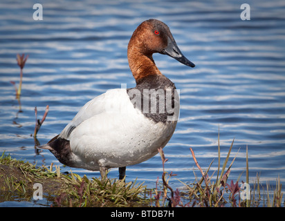 Vista ravvicinata di un maschio Canvasback nella riproduzione dei colori, Potter Marsh, Anchorage, centromeridionale Alaska, estate Foto Stock